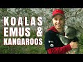 KOALAS, EMUS and KANGAROOS at Cleland Wildlife Park - Adelaide, Australia | Destination Jackson