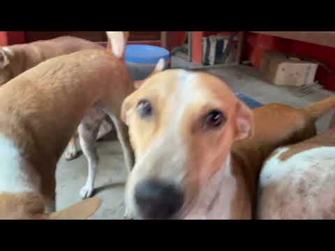 How are the mange infected street puppies today? 1.5 years later.