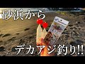 【砂浜で大型のアジが狙える】ぶっこみサビキの遠投で大アジが連発！［仕掛けの組み方も紹介］