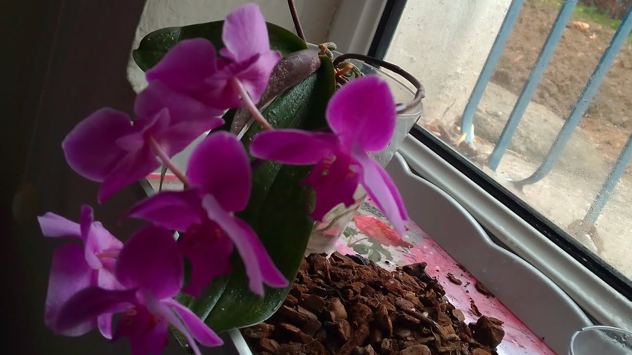 bakıma muhtaç orkide kırmızı örümcek zararlısı  çiçekli orkide saksı toprak değişimi #orkidebakımı