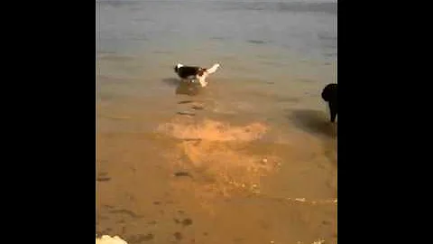 Daisy, Beau and Pip at Grapevine Lake