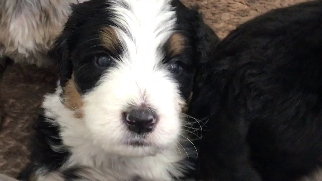 Merle Bernedoodle puppies YouTube