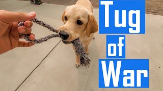 How to Play Tug of War with your Dog without Making him Aggressive | Loves to Play Tug Anytime