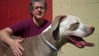 A5038688 Huero | Great Dane / Pit Bull