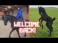 NO! Lianne is gone...😢 But someone is back...😍| Friesian Horses