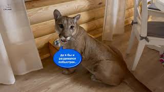 How patiently puma Messi is waiting for his breakfast!