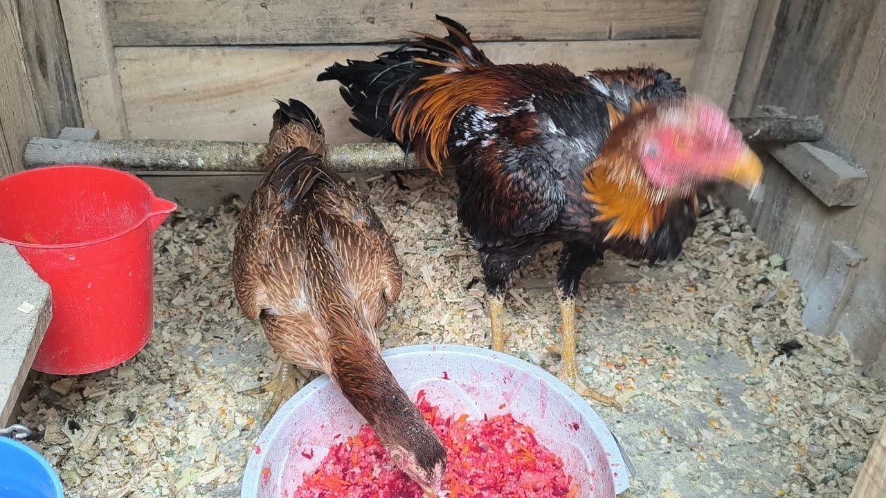 Yeni Eşlememiz Hayırlı Olsun 