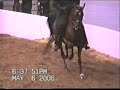 Erykk MF Pure Polish Arabian Stallion
