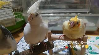 オカメインコ　人工孵化　人工飼育　生後０日からさし餌で育てたひなが飛び立つ日まで…　生後37日目〜42日目まで