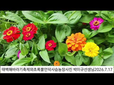 태백해바라기축제와 초록뿔언덕사슴농장 사진과 동영상 도움 박이규선생님과 박필령시인님 2026.7.17