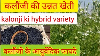 कलौंजी की उन्नत खेती# hybrid variety in kalonji crop#कलौंजी के आयुर्वेदिक फायदे#कलौंजी की खेती#