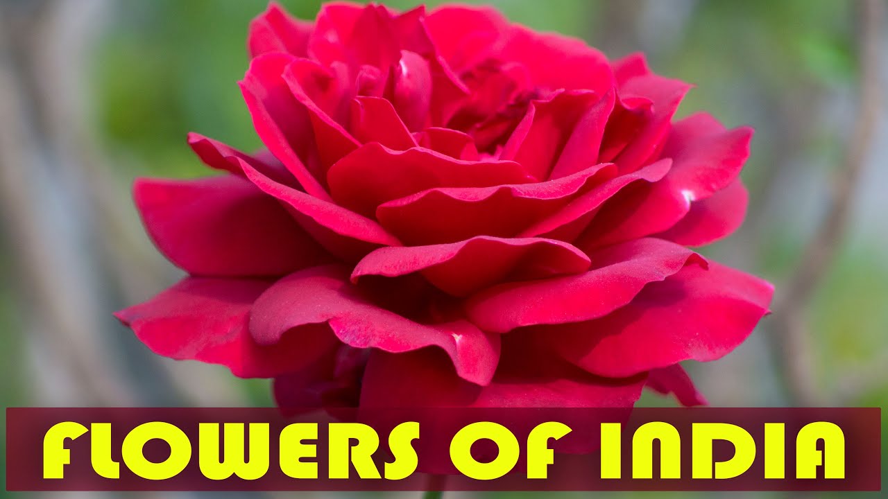 FLOWERS OF INDIA - YouTube