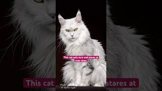 This cat only stare at cute views