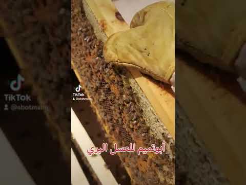 فرز عسل زهور الربيع ابوتميم للعسل البري