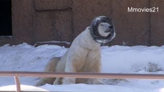 雪面にホワイトライオン？？