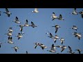 Nikon Z6II AF Test on Birds: Part 2