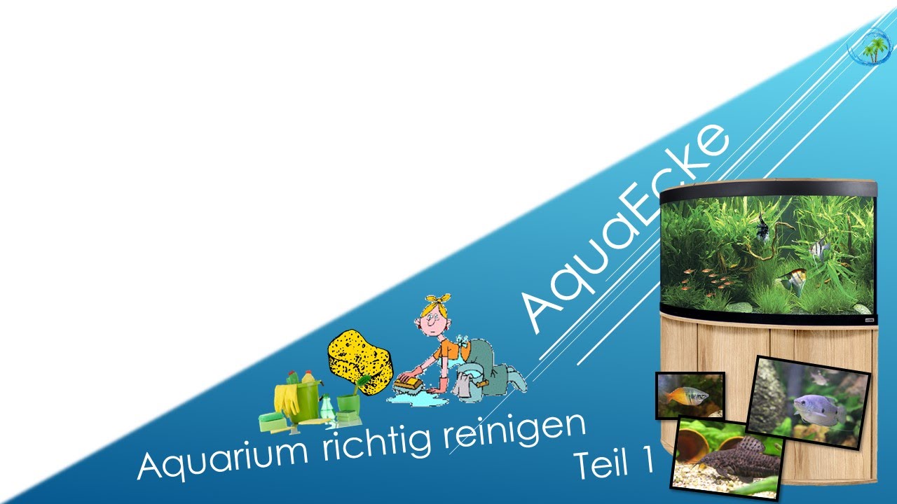Aquarium richtig reinigen |Teil 1|#4 AquaEcke - YouTube