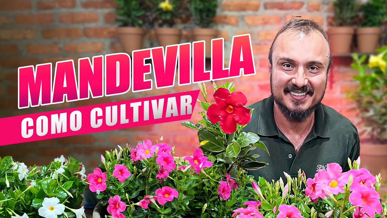 Como FAZER MUDAS de  MANDEVILLA (Dipladênia) | Como cultivar e ter flores o ano todo