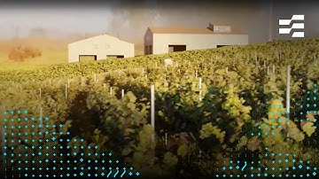 Vineyard Metaverse. SKY ENGINE AI – Synthetic Data Cloud for Deep Learning in the Metaverse.
