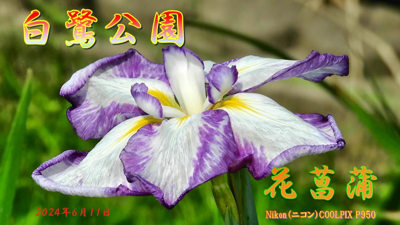 白鷺公園の花菖蒲（2024年6月11日） - YouTube