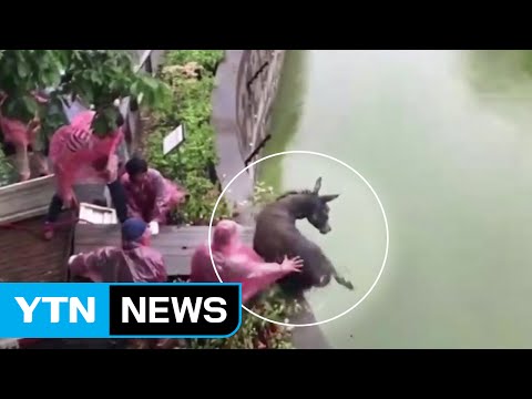 산 채로 호랑이 우리에 던져진 당나귀..."잔인의 극치" / YTN | Donkey eaten alive by tigers at Chinese zoo