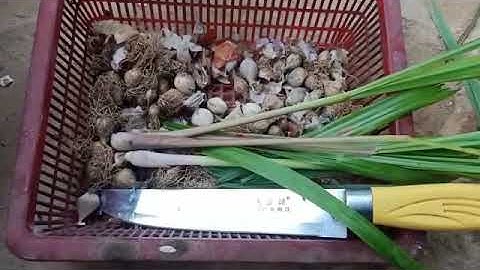 tshuaj zoo rau qaib thiab os tuag awd