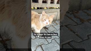 🤣 The Most Dramatic Cat You'll See Today!#cat #catimama #kitten #cats #shorts #cute #cutecat