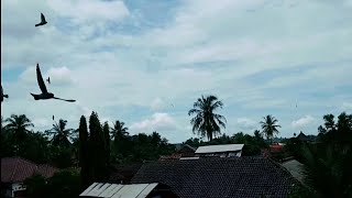 RESPON MANTAP SUARA WALET HASIL EDIT SENDIRI, BURUNG WALET LANGSUNG NGUMPUL DAN MASUK GEDUNG