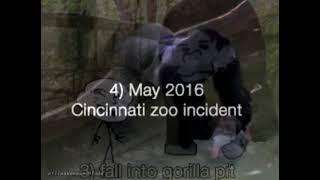 2016 Harambe Incident