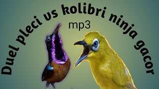 Duel Burung pleci vs Kolibri ninja gacor MP3 Kicauan burung