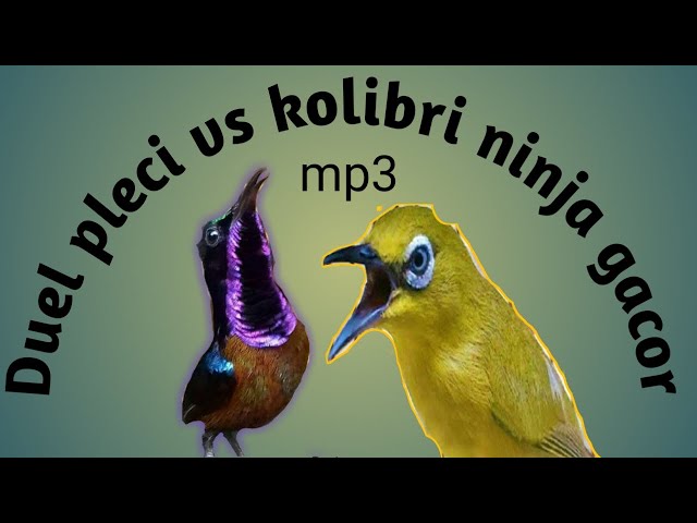 Duel Burung pleci vs Kolibri ninja gacor MP3 Kicauan burung class=