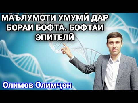 Бофтаи эпители| ММТ Биология| Олимов Олимҷон.