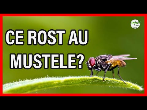 Video: Muște care mușcă - cine sunt acestea? De ce muștele mușcă oamenii și animalele?