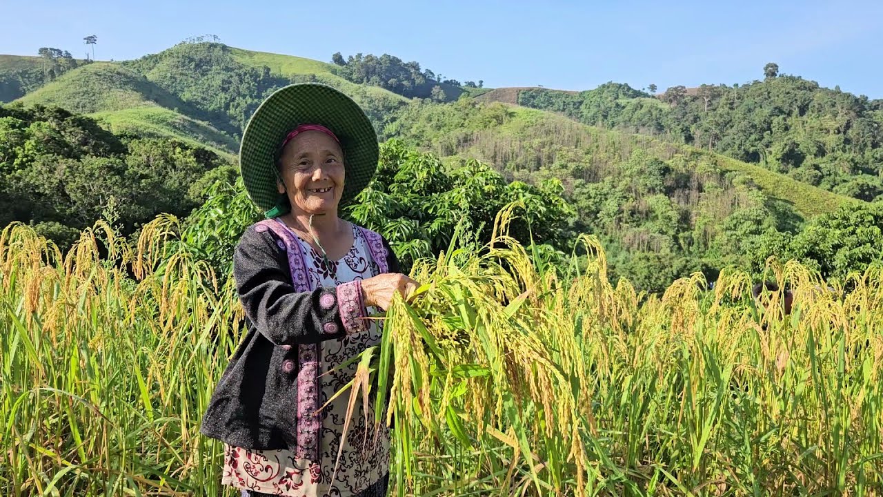 Mov Nplej Tshiab 10.29.25