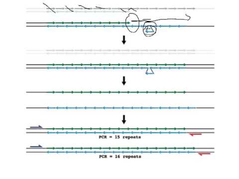 Microsatellite Instability Explained Microsatellite instability - YouTube