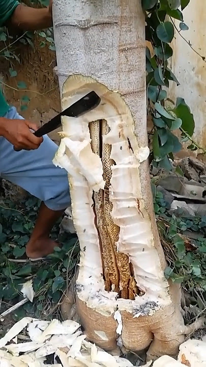 honey harvest in papaya tree trunks