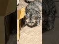 #music #ボカロ曲 #shorts #shortsfeed #保護猫