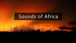 Nature and wildlife sounds - Dusk in the African bush