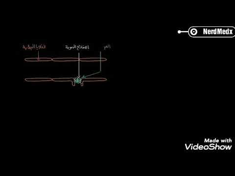 فيزيولوجيا الفصل الثالث آلية تخثر الدم 