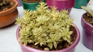 13 plantas para la suerte