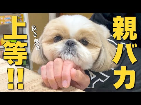 【シーズー】親バカ上等！www【お知らせ】【262】