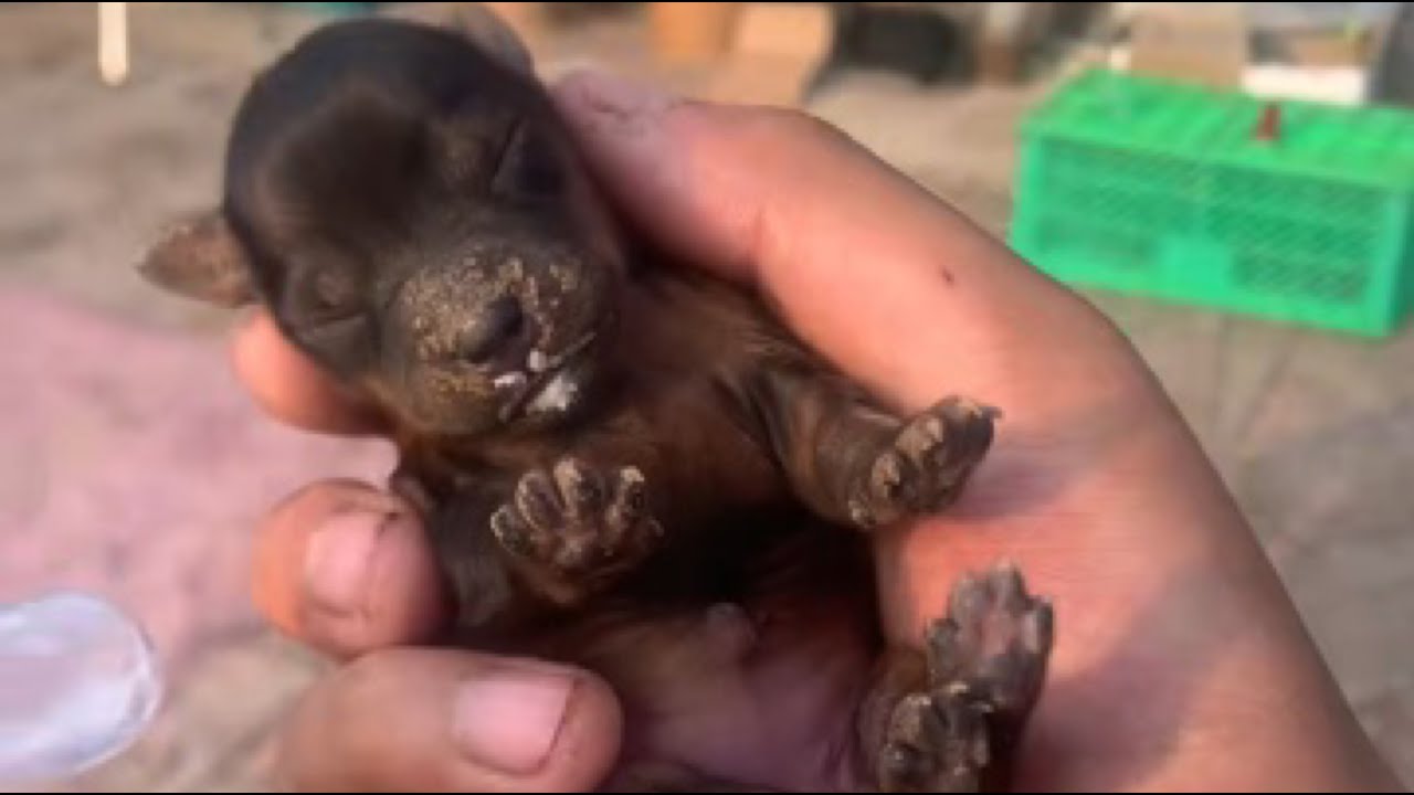 Новорожденный щенок, заброшенный и едва живой, был привезен мной и, наконец, спасен.