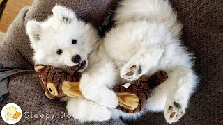 Relaxing Stress Relief  Music & Healing For Dogs - Relaxation Music to Calm Your Dogs by Sleepy Dogs 2,071 views 3 days ago 10 hours