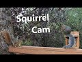 2 New Squirrels | Nature Cam #3
