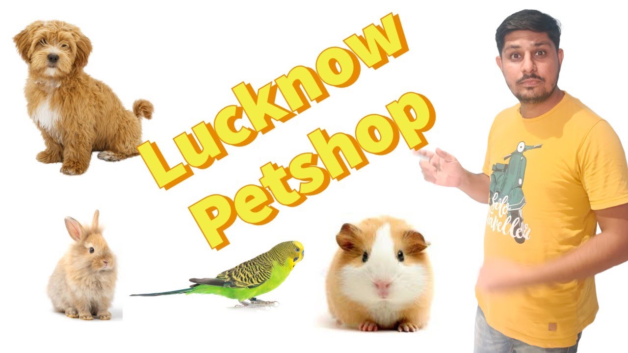 lucknow-pet-shop-in-aliganj-budgies-dog-cat-rabbits-and-guinea-pig