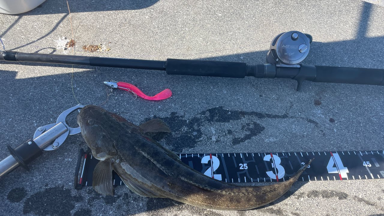 木曽川河口のマゴチはイージーです