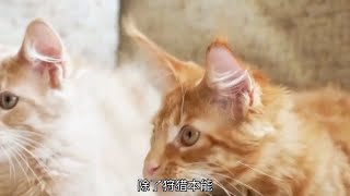 猫咪的秘密从狩猎到洗脸的趣事