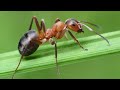 муравьи в кармане~ pocket ants~обзор