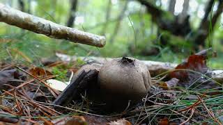 Puffball fungus spores ejection