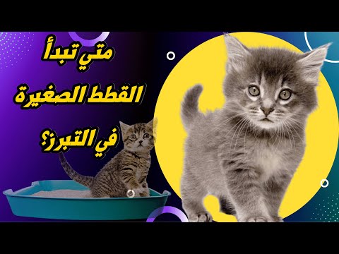 فيديو: في أي عمر يمكن للقطط الخروج؟